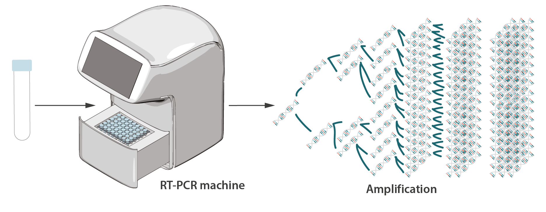 RT-PCR and Amplification